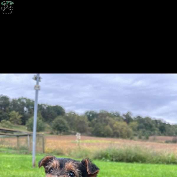 Willow, Yorkie Puppy